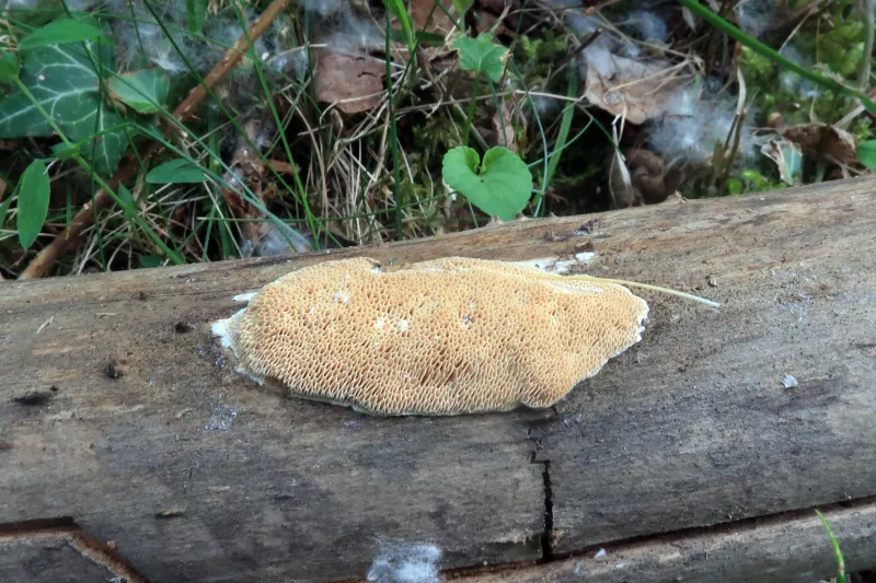 Brunneoporus kuzyanus 1 - IMG_7405